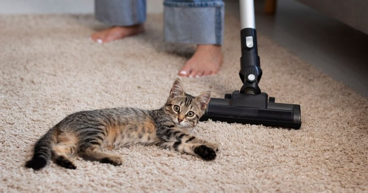 Cara menghilangkan bulu kucing dari karpet
